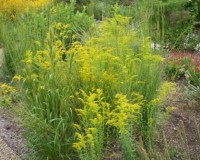 solidago odora ab.jpg